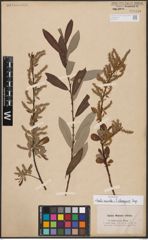 Foto von Salix aurita L. x Salix eleagnos Scop.